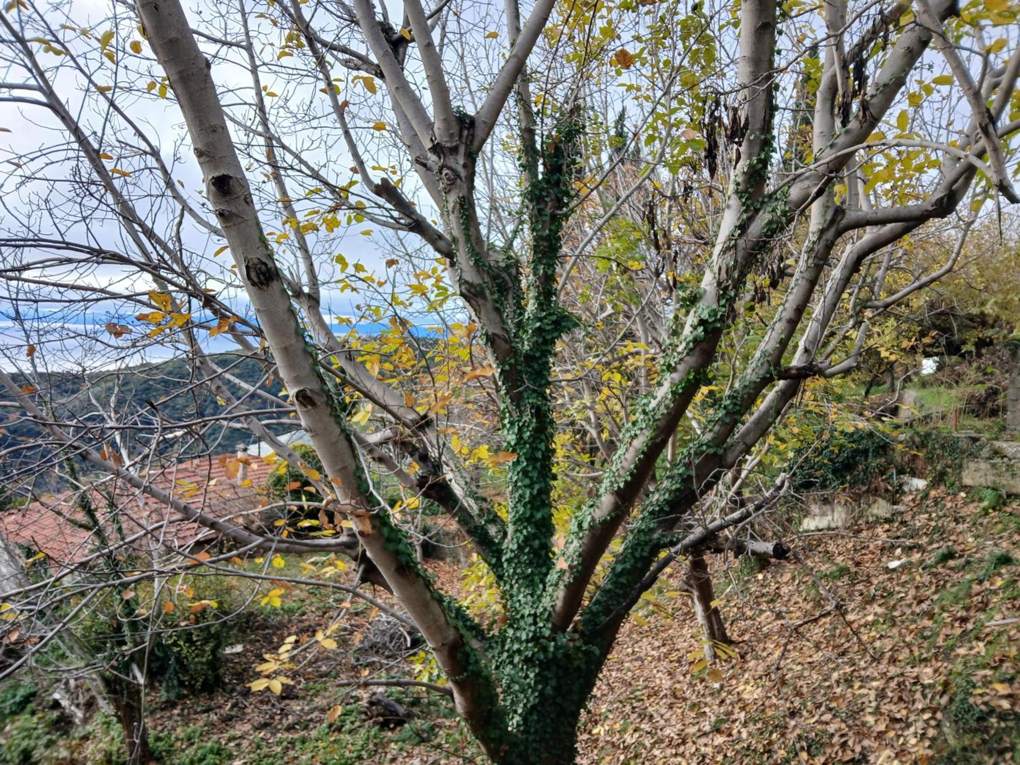Mountain And Sea View Villa Miliész Kültér fotó
